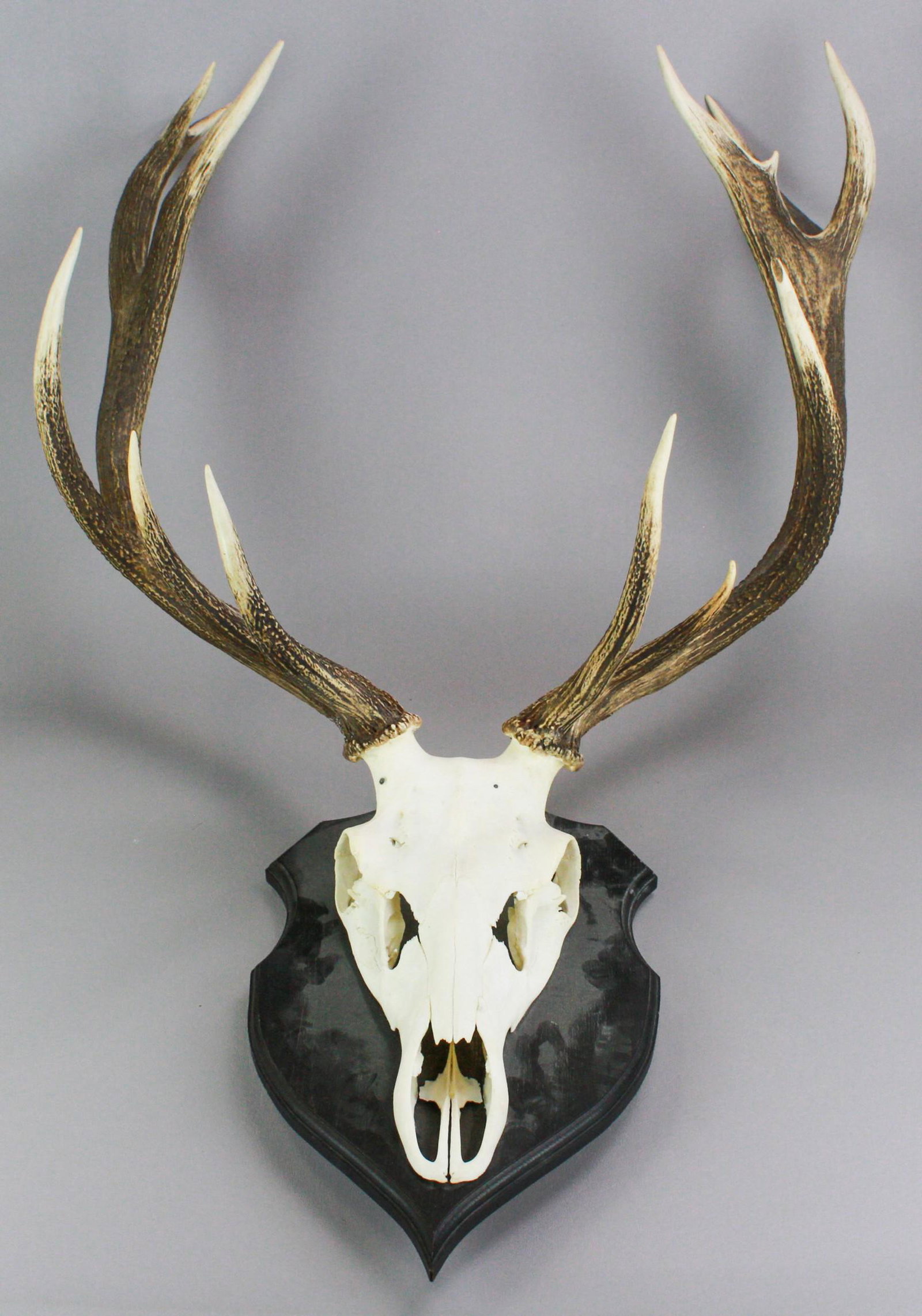 13-Point Deer Skull Mount: 13-Point deer skull mount, antler span 25", longest tine is 9-1/2", 44" h overall