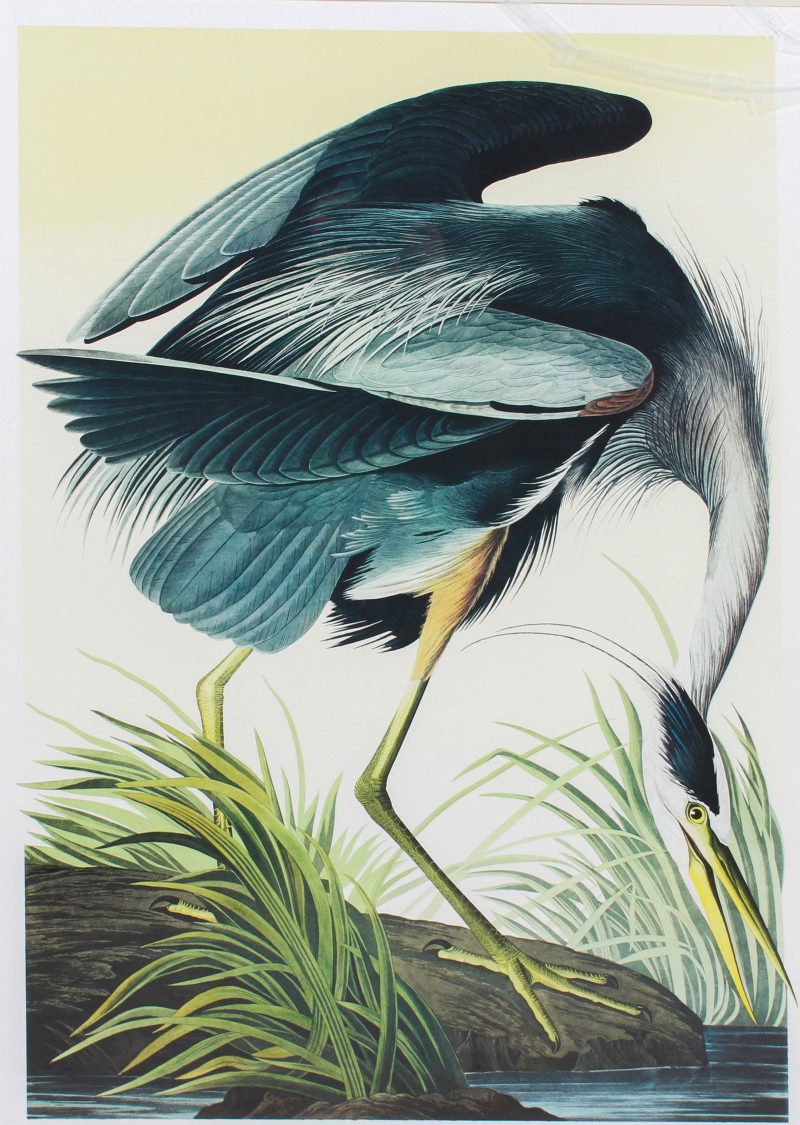 After J J Audubon "Great Blue Heron": After J J Audubon "Great Blue Heron", Murphy Bernard Loates edition, lithograph on paper, pencil signed "M B Loates", (4) blind stamps, edition 21/1000, very good condition, not inspected out of frame