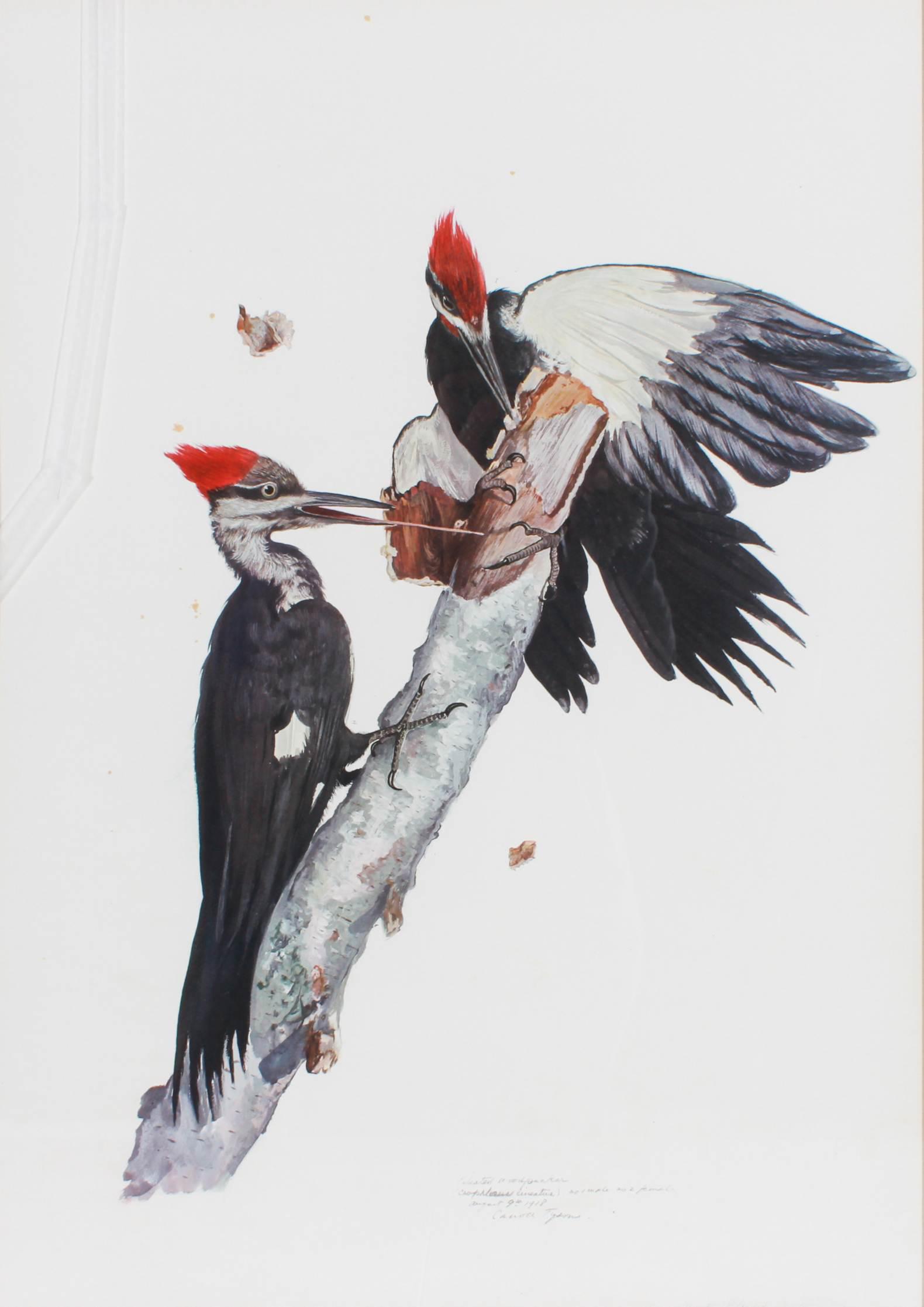 Carroll Tyson Lithograph "Pileated Woodpecker" (1 of 4)