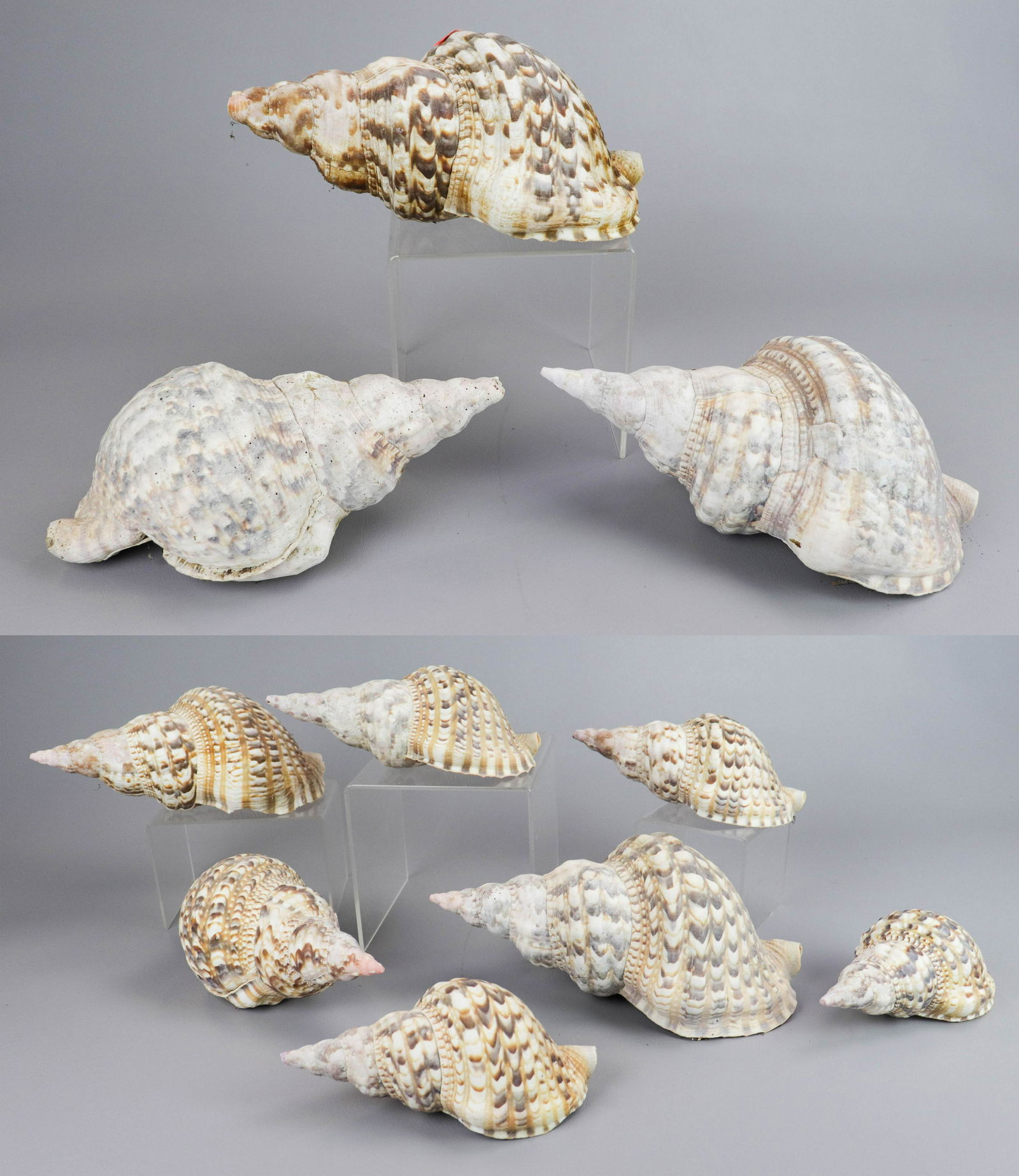 (6) Charonia Seashells (1 of 3)