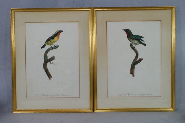 Jacques Barraband, French, 2 colored bird engravin: Jacques Barraband, French, 2 colored bird engravings, Le Barbu Rose Gorge No 33, Le Barbu Orange du Perou No 27, 16 3/4" x 12" image size, Kennedy Gaslleries label verso