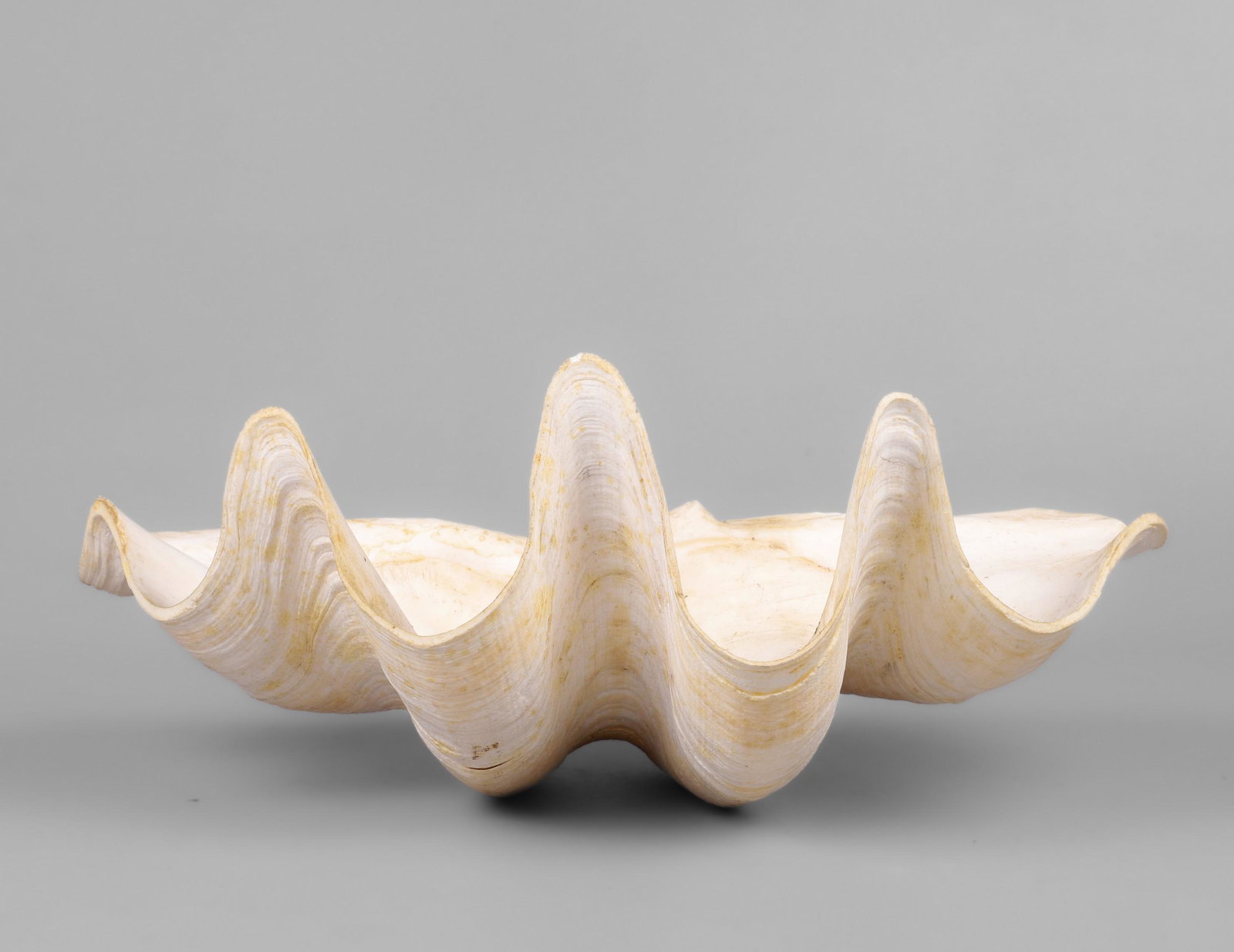 Large Clam Shell (1 of 8)