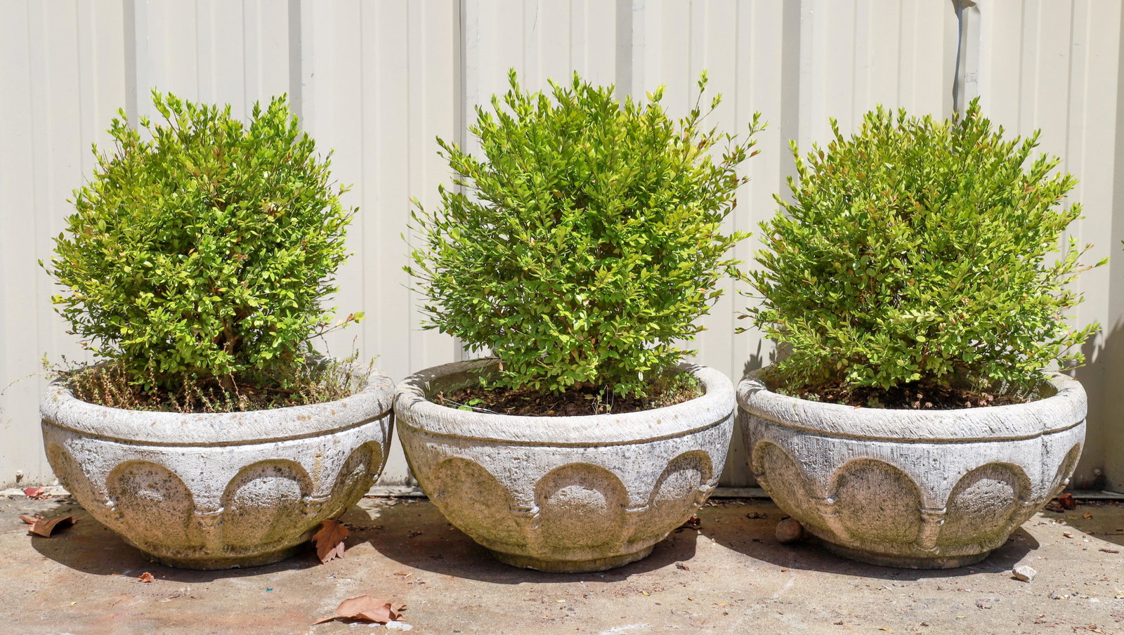 (3) Cement planters w/ small bushes (1 of 2)