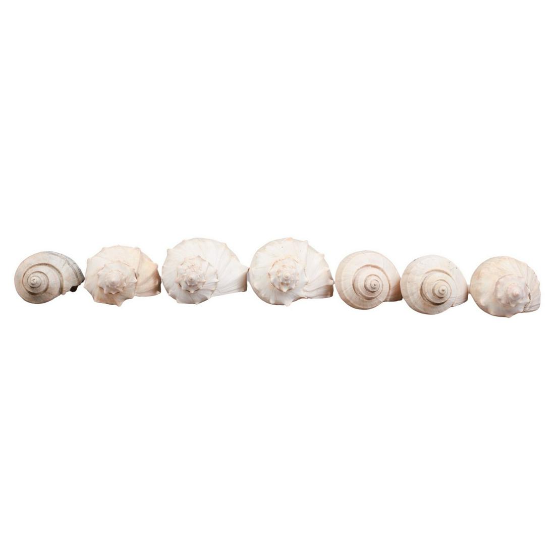 (7) Whelk Seashells: (7) Whelk seashells, largest 9"