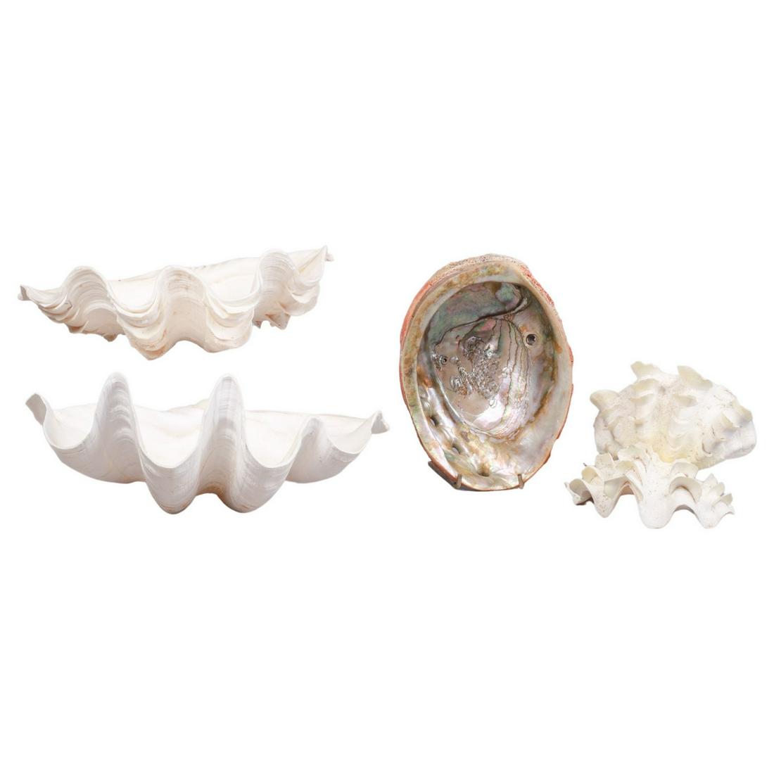 (4) Large Seashells (1 of 5)
