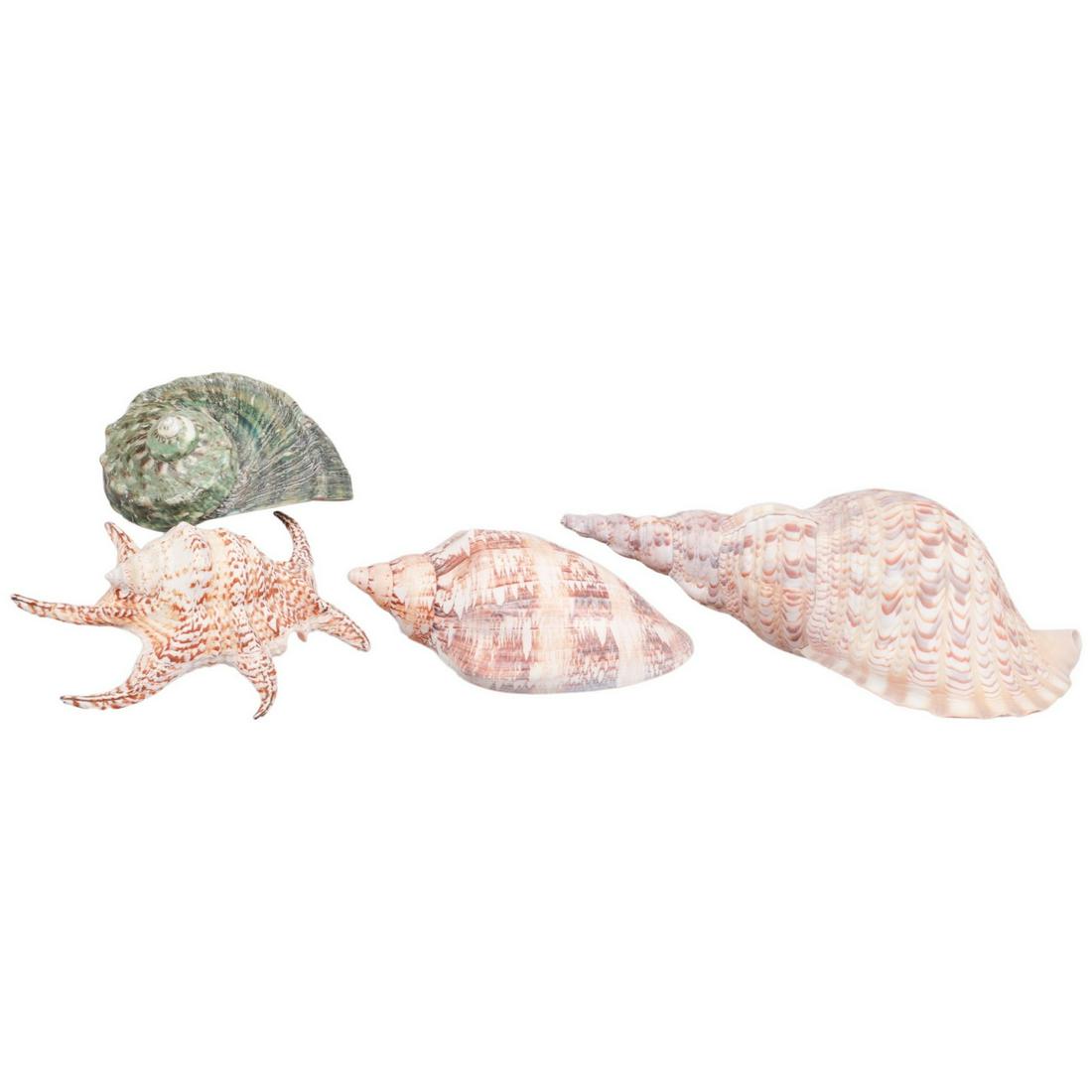 (4) Large Seashells (1 of 4)