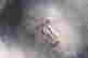 item-135962964=7