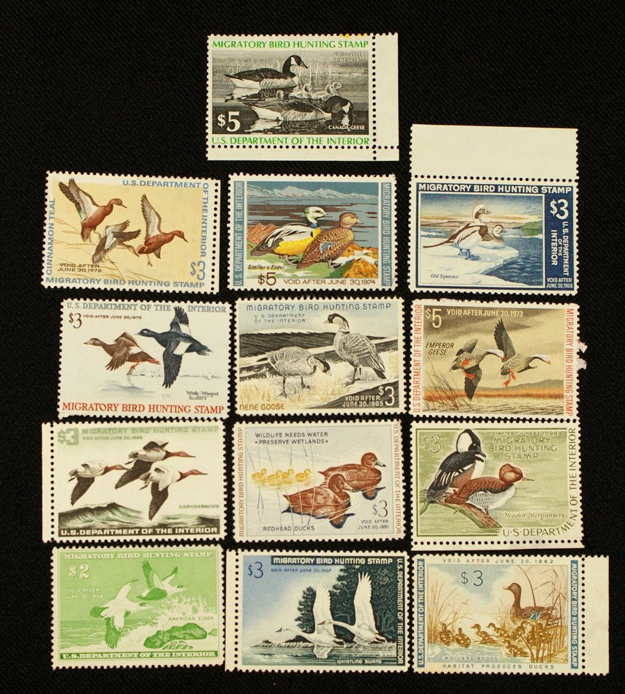 Nice Lot of 13 different unused Migratory Bird Hu: Nice Lot of 13 different unused Migratory Bird Hunting Stamps RW24//RW 43 1957-1976 most part gum or no gum otherwise clean & sound (approx. catalog $752)