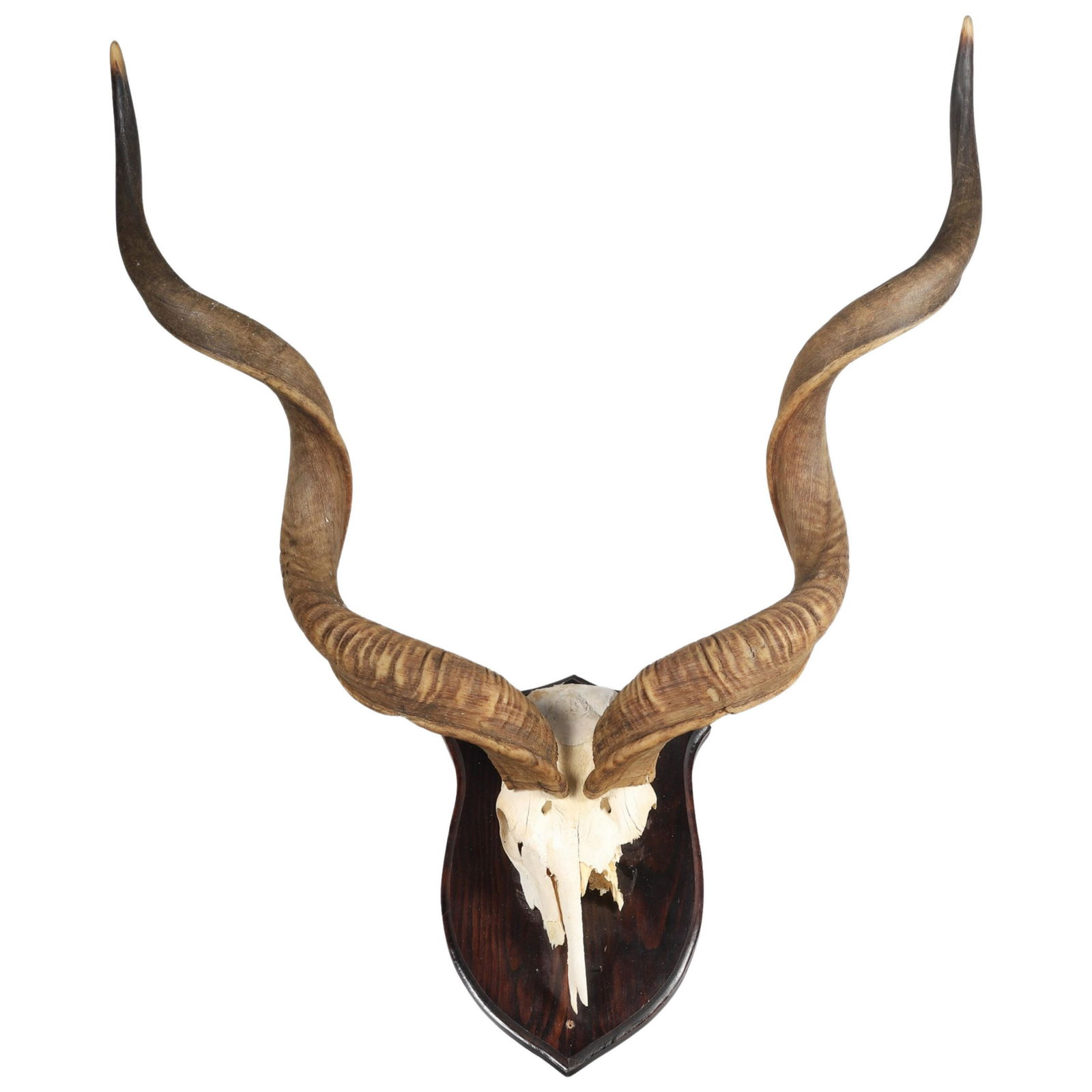 European Mount Greater Kudu (1 of 2)