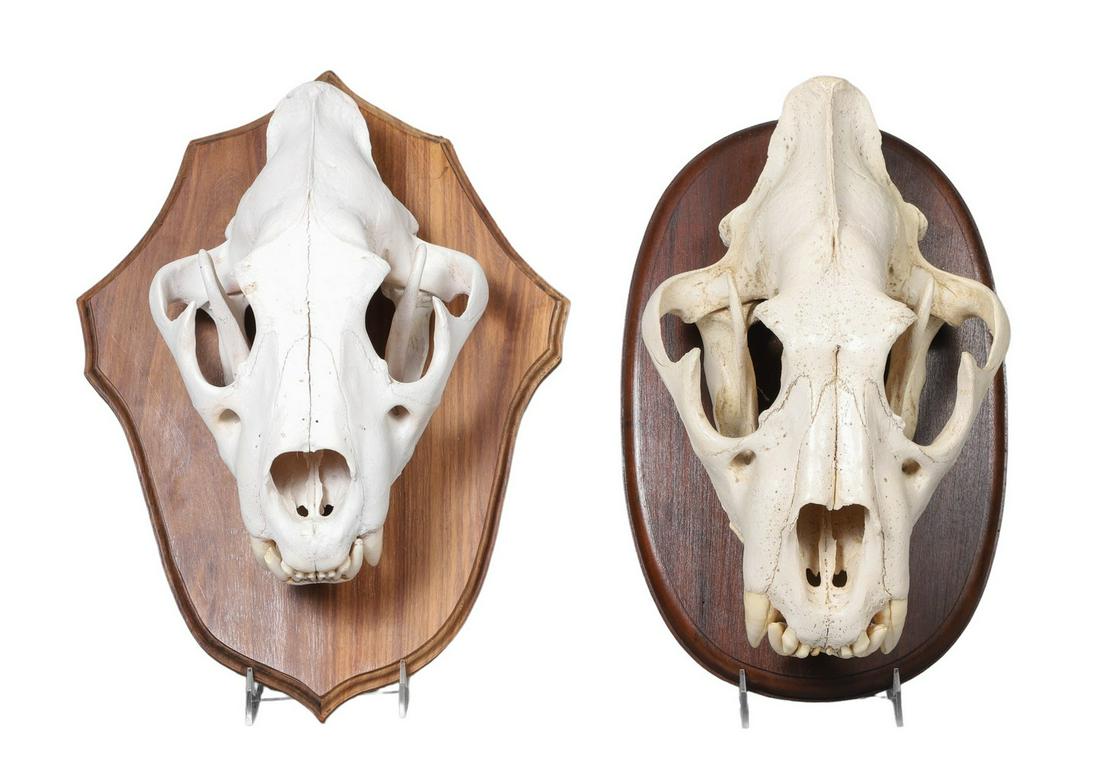 (2) African Large Cat Skull Mounts, PA RESIDENT ONLY (1 of 5)