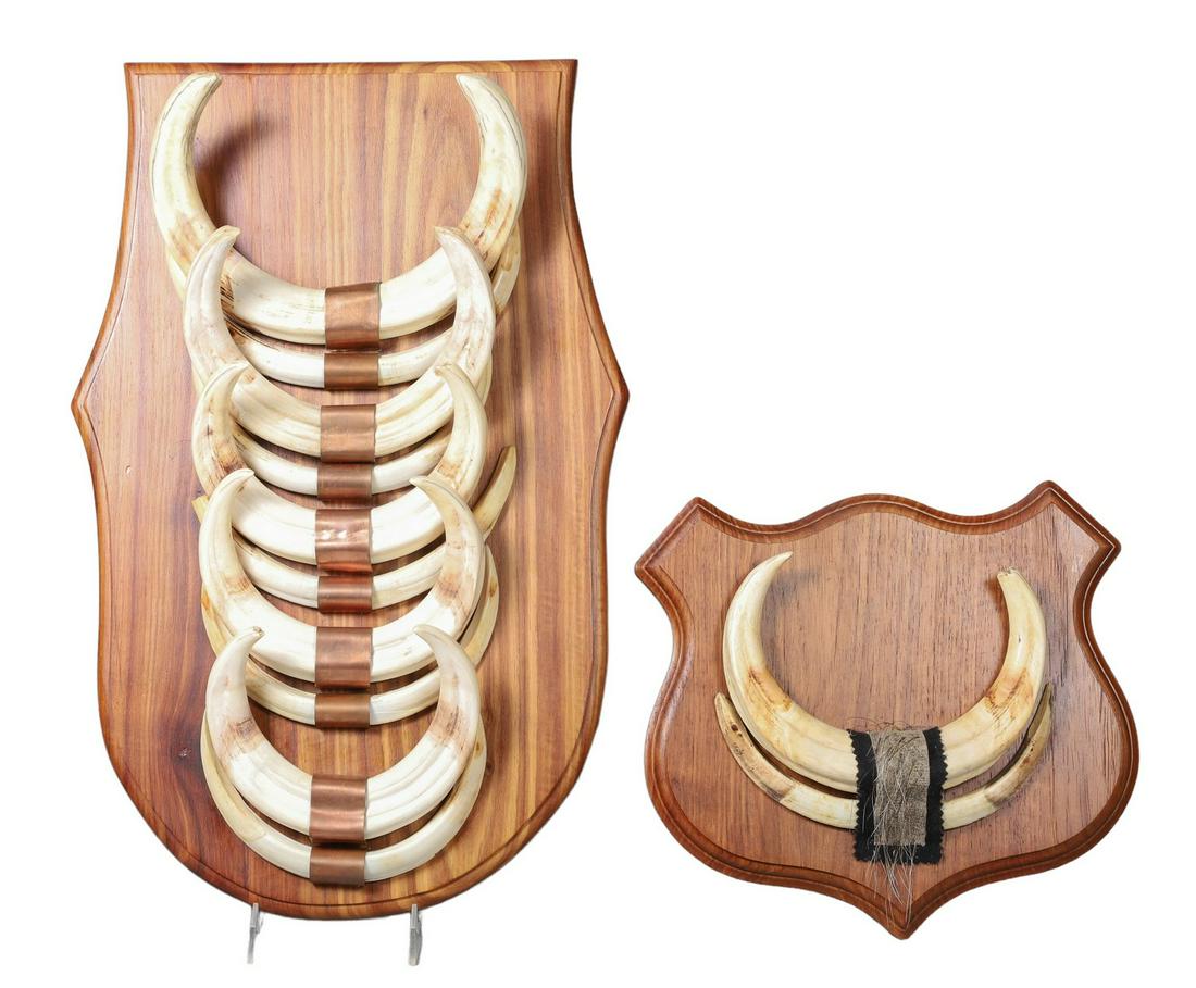 (2) Plaque Mounted Tusk Groups: (2) Plaque mounted tusk groups to include (10) tusk mounted plaque with copper supports at center, 21"H x 13"W and smaller shield form plaque of similar design, (2) tusk mount with animal hair support