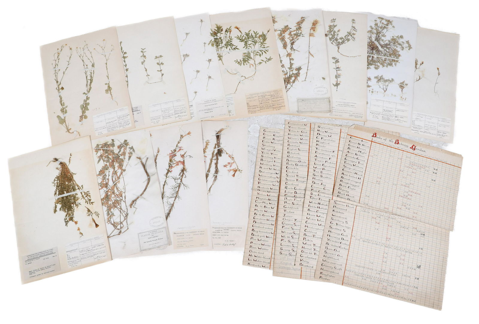 19th/20th C Botanical Samples and Records (1 of 5)