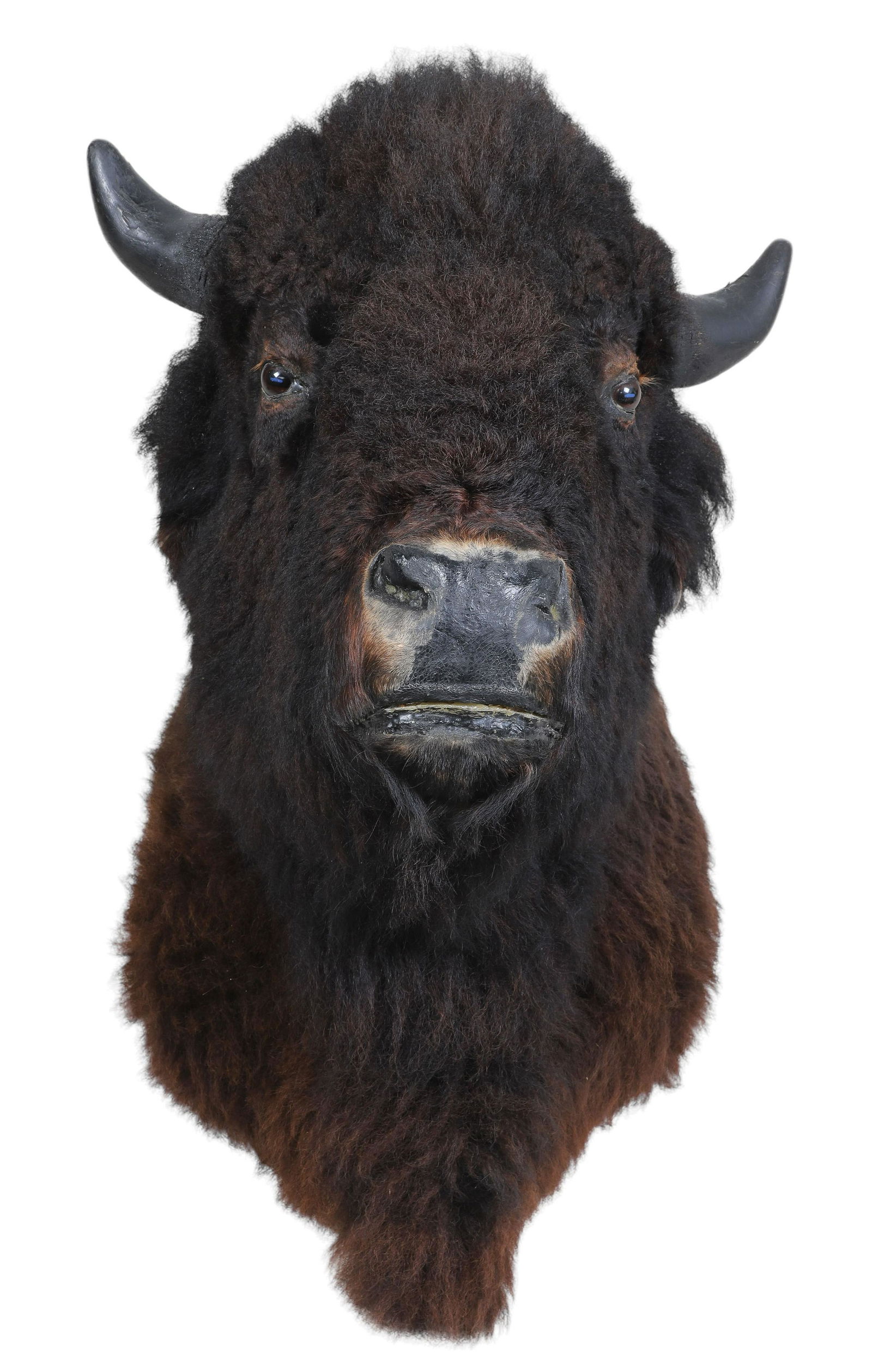 American Buffalo Shoulder Mount Taxidermy (1 of 5)