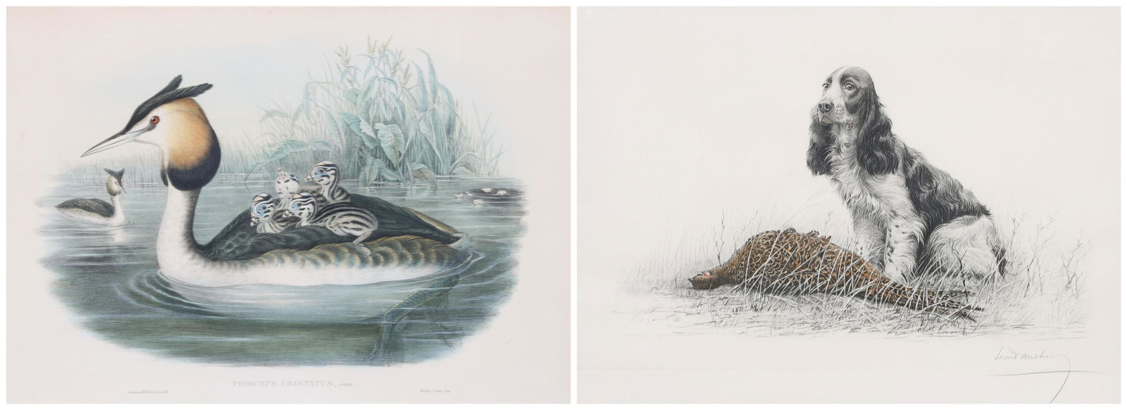 (2) John Gould & Leon Danchin Prints: (2) John Gould & Leon Danchin prints, "Podiceps Cristatus", lithograph with hand coloring; hunting dog and pheasant, lithograph with hand coloring; largest framed size 25" x 31-1/2", good condition
