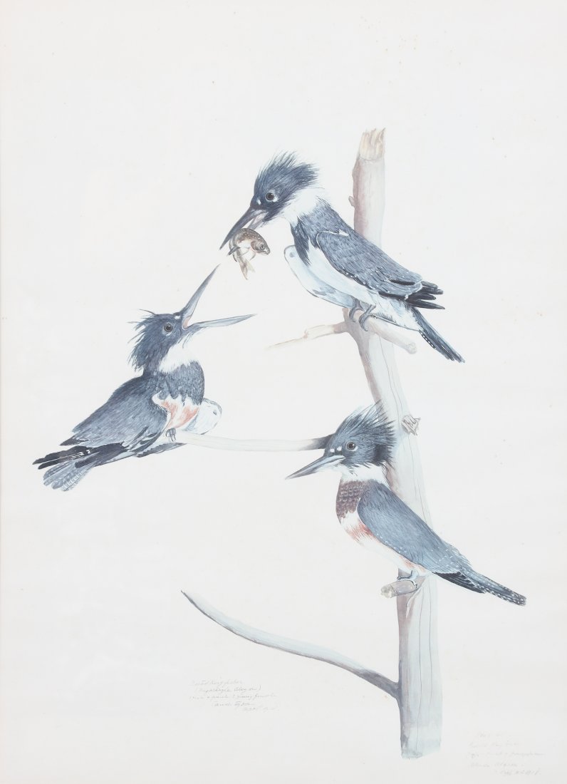 Carroll Tyson "Belted Kingfisher" (1 of 2)