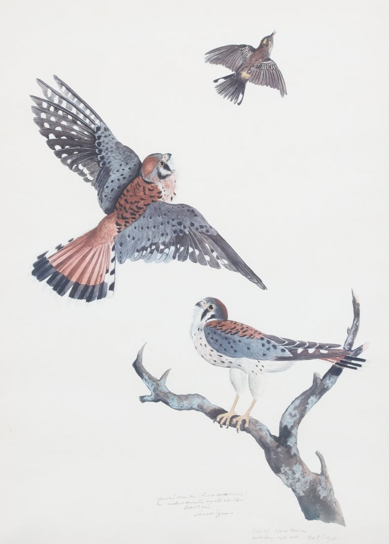 Carroll Tyson "Sparrow Hawks" (1 of 2)