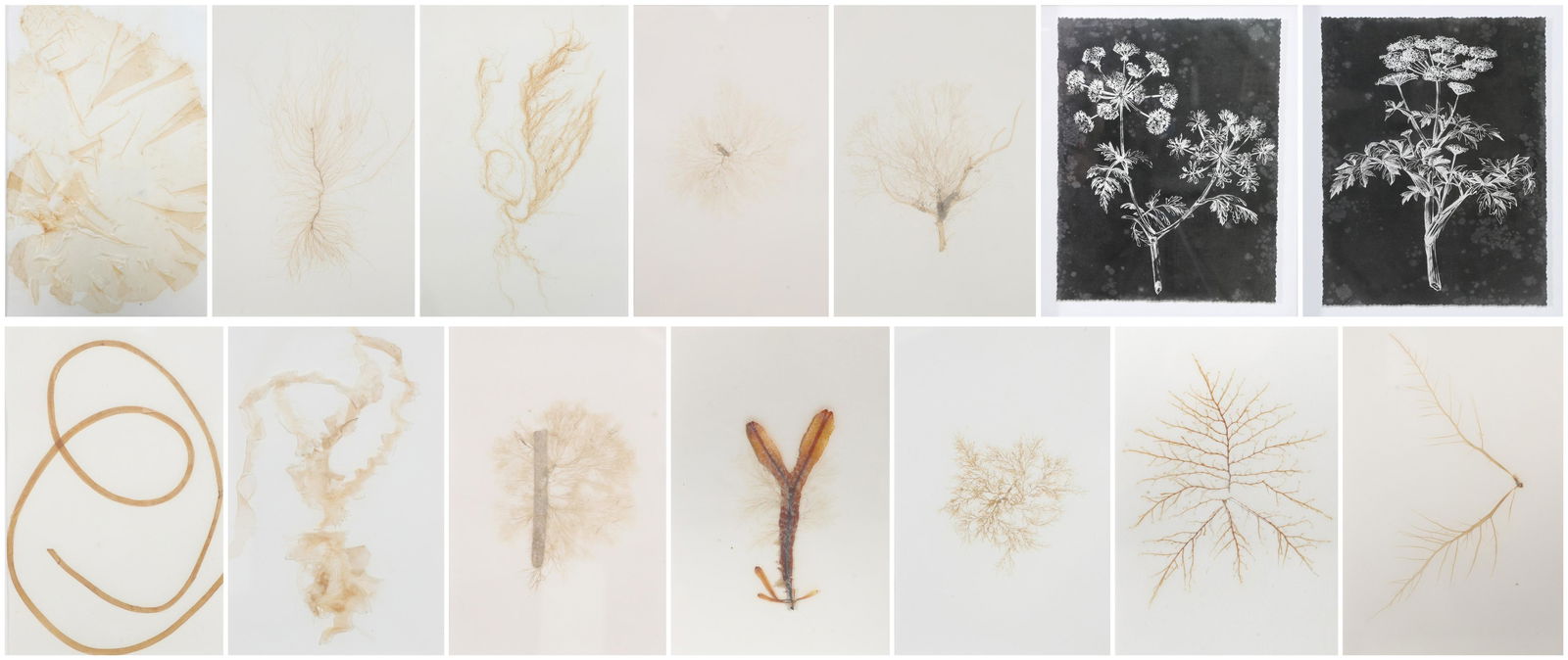 (12) Framed Pressed Seaweed & (2) Prints (1 of 16)