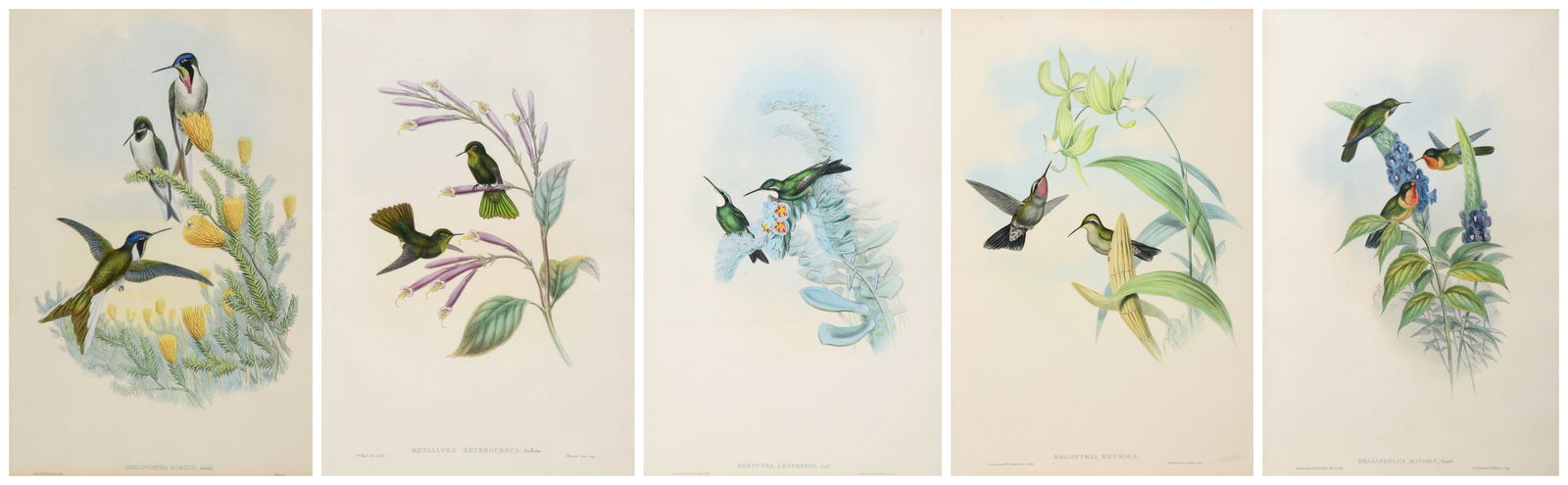 (5) John Gould Hand Colored Bird Prints (1 of 8)