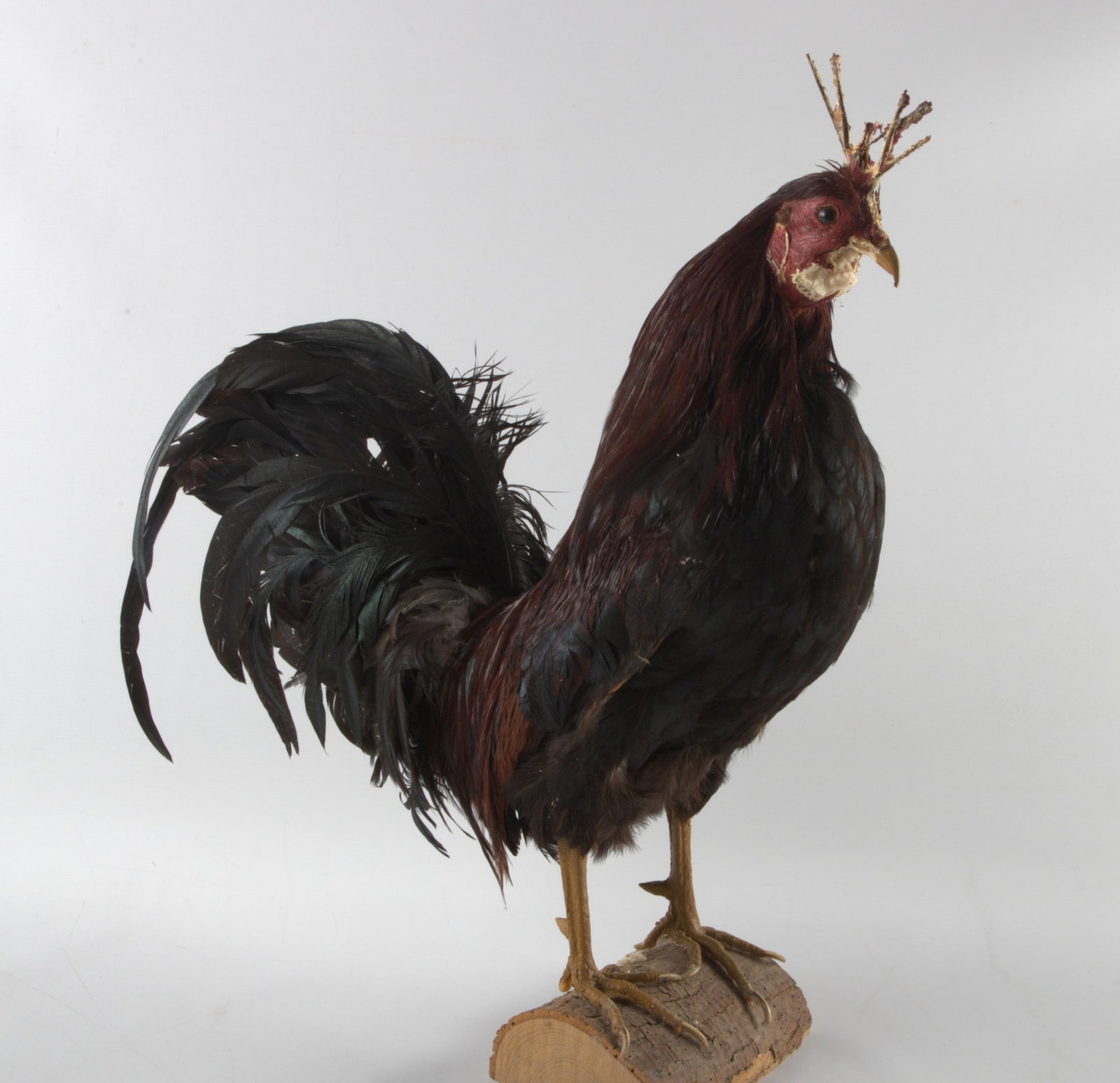 Rooster taxidermy: Taxidermy rooster on log, 21" h
