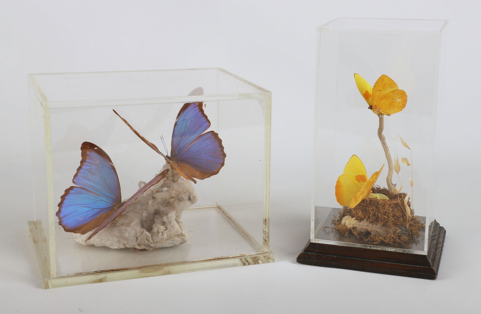 (2) Butterfly specimen mounts (1 of 5)