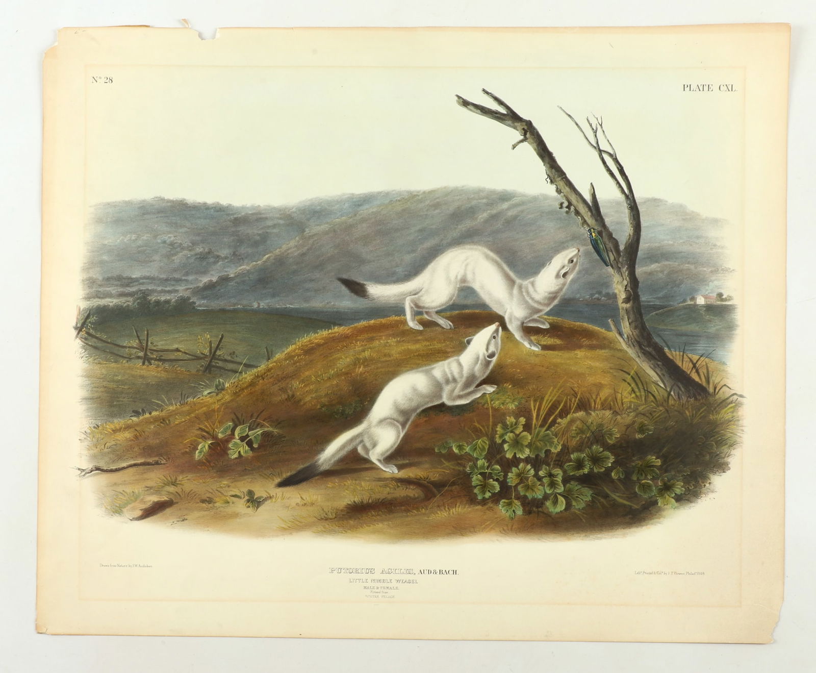 John J Audubon Hand Colored Print "Putorius Agilis, Little Nimble Weasel" (1 of 6)