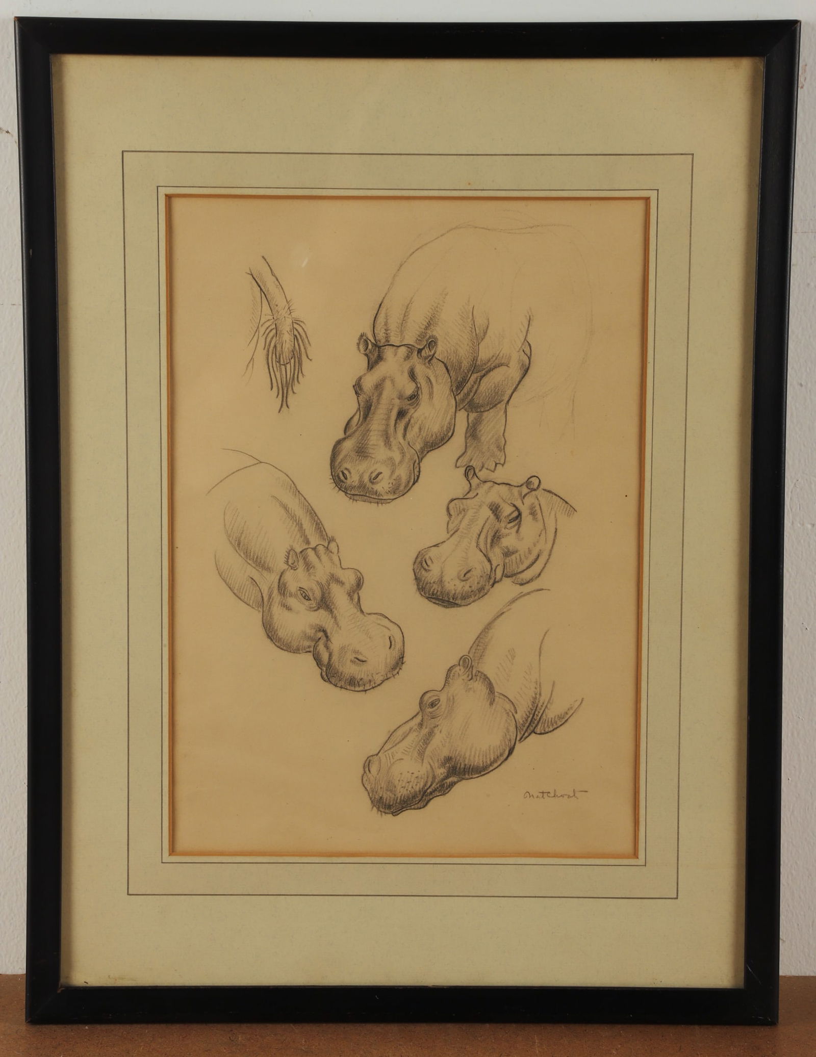 Nathaniel Choate Drawing Study of Hippo (1 of 3)