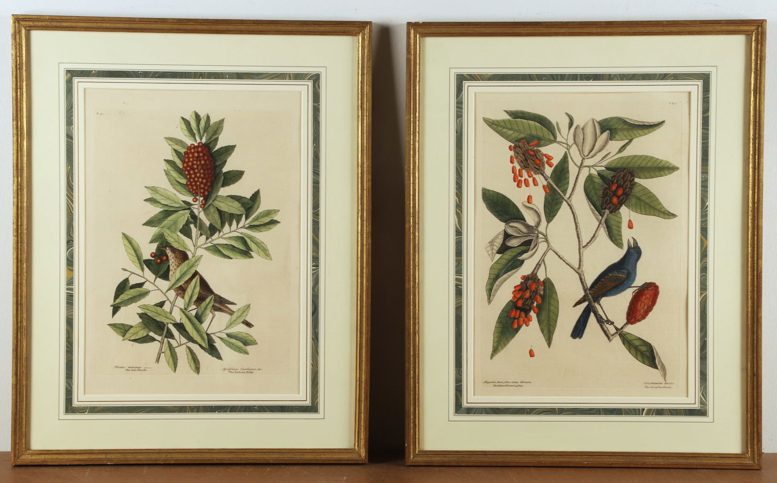 Mark Catesby (2) Hand Colored Engravings (1 of 5)