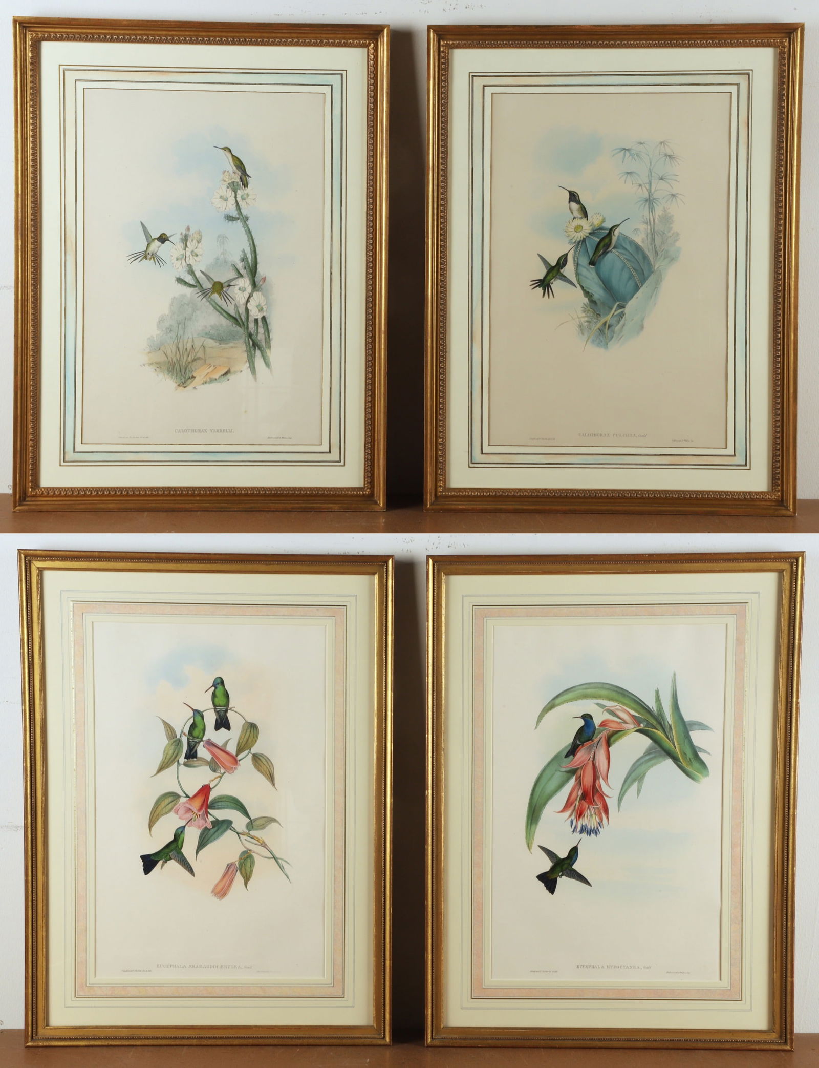 John Gould (4) Hand Colored Bird Prints (1 of 9)