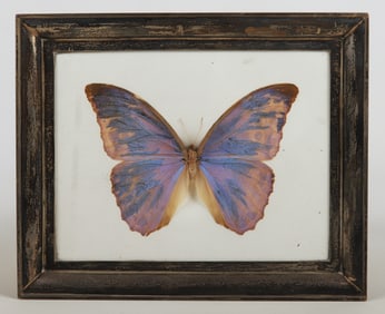 Taxidermy butterfly in Andrew Barrett sterling frame