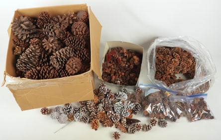 Large lot of pinecones