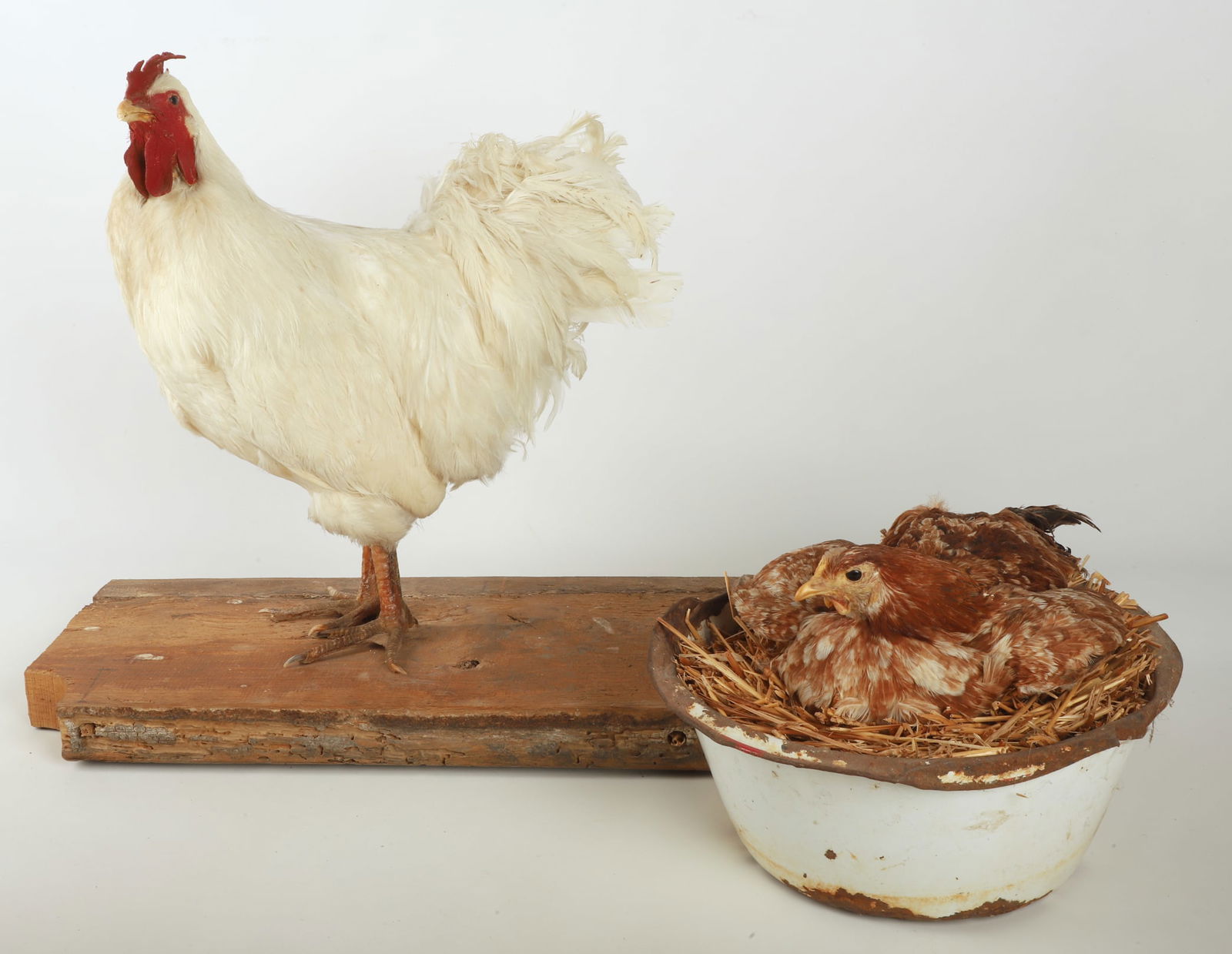 A Taxidermied White Rooster and Hen (1 of 12)