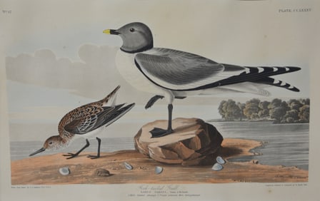 John J Audubon Fork Tailed Gull