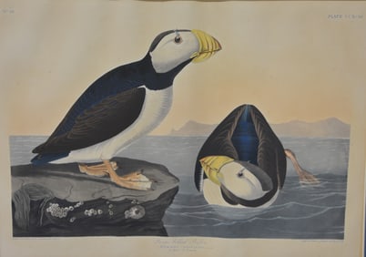 John J Audubon Large Billed Puffin