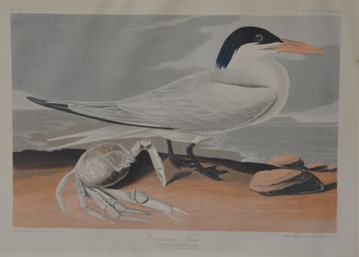 John J Audubon Cayenne Tern