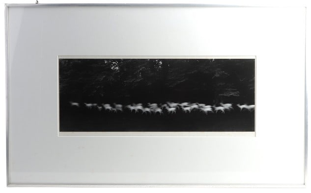 Paul Caponigro "Running White Deer" (1 of 4)