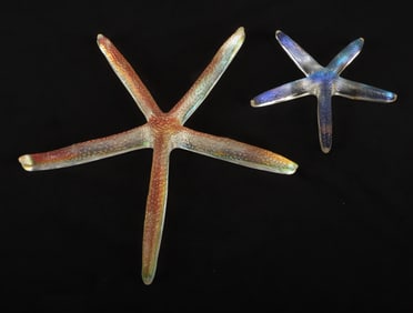 (2) Iridescent Art Glass Starfish Sculptures