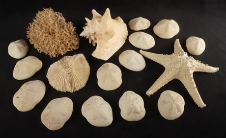 Coral Portions, Starfish, Sand Dollars and Large Conch