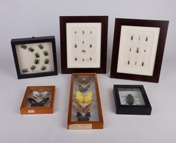 Framed Butterfly Mounts, Bug Prints, Etc.