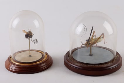 (2) Mike Libby Insect Lab Sculptures under Cloche