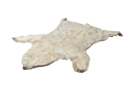 Antique polar bear rug
