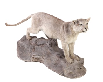 Taxidermy full mount mountain lion