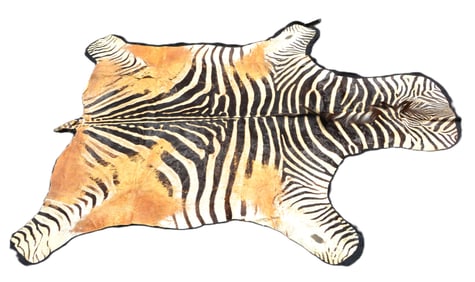 6'8" x 8'4" Zebra taxidermy rug by Jonas Bros.