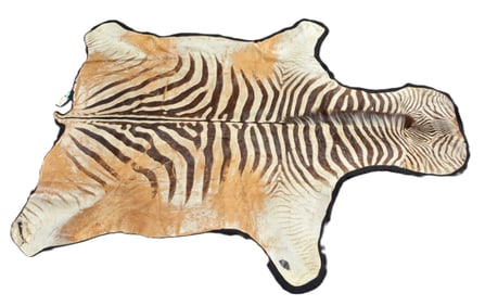 6'8" x 8'11" Zebra taxidermy rug by Jonas Bros.