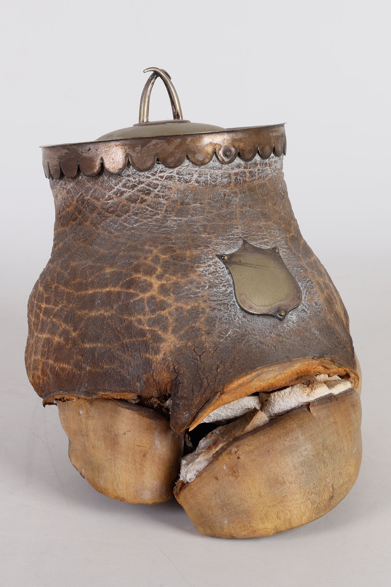 Elephant Foot Humidor: Elephant Foot Humidor, silverplated cover and mounts, shield plaque at front unengraved, the cover with tusk form finial, needs repair, 9"H x 10"D x 9"W