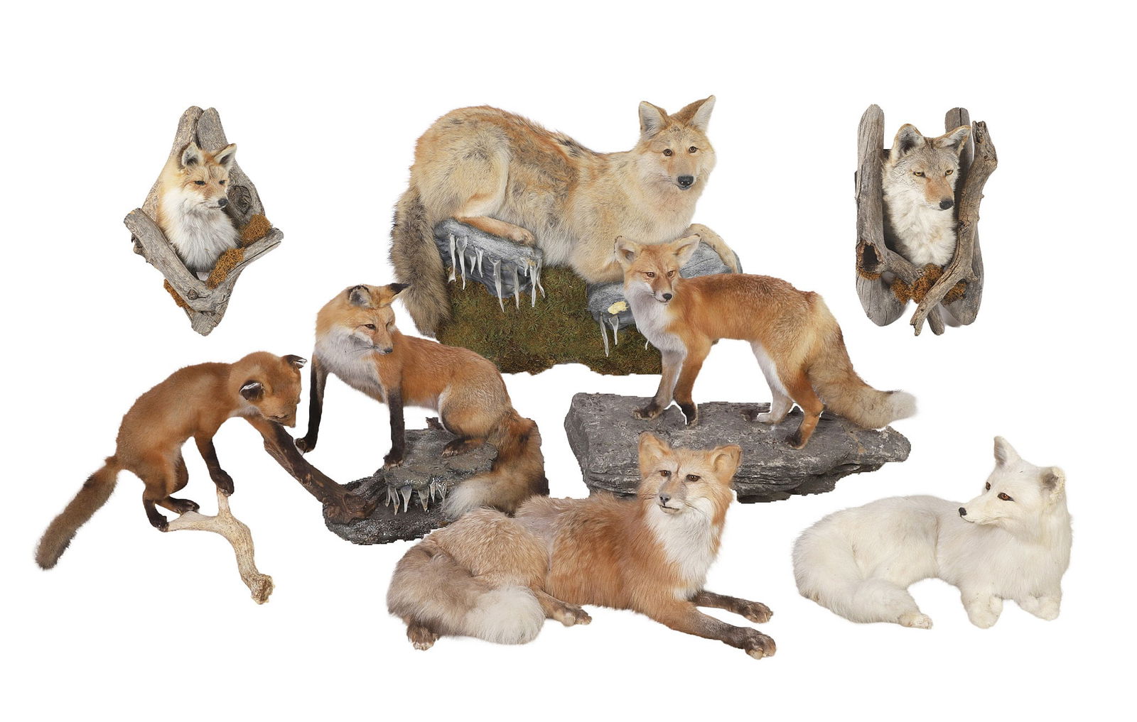 (8) Pc. Canine Predator Grouping: (8) Pc. canine predator grouping, c/o, coyote shoulder mount, w/tree limbs, coyote full body mount, prone, on faux rocks, w/icicles, red fox, full body mount, on faux rocks, w/tree limbs, arctic fox,