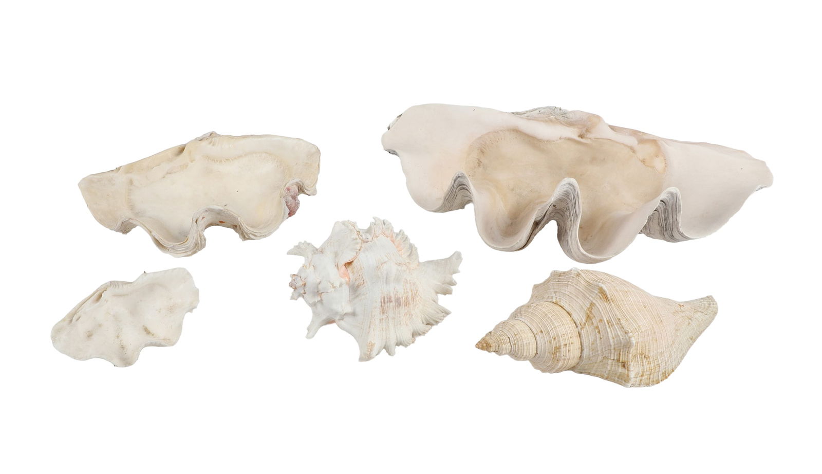 (5) Oversized Seashells, Giant Clam Shell: (5) Oversized Seashells, Giant Clam Shell, to include (1) 20 1/2"L x 10 1/2"D x 7 1/2"H clam shell, (1) 12 1/2"L x 9" D x 4 7/8"H clamshell, (1) 6 3/4"L clamshell, (1) large ramose murex, 9 1/2"L x 6