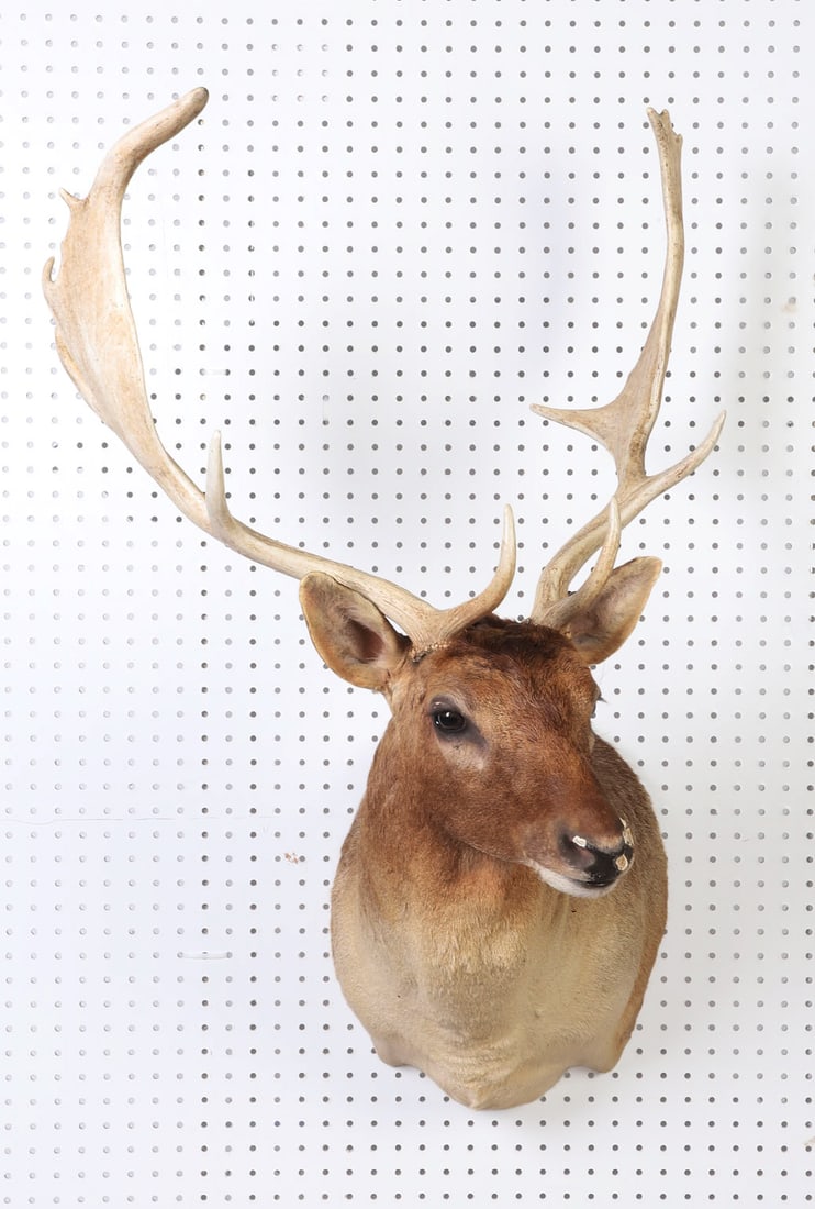 Vintage Fallow Deer Taxidermy Shoulder Mount (1 of 12)
