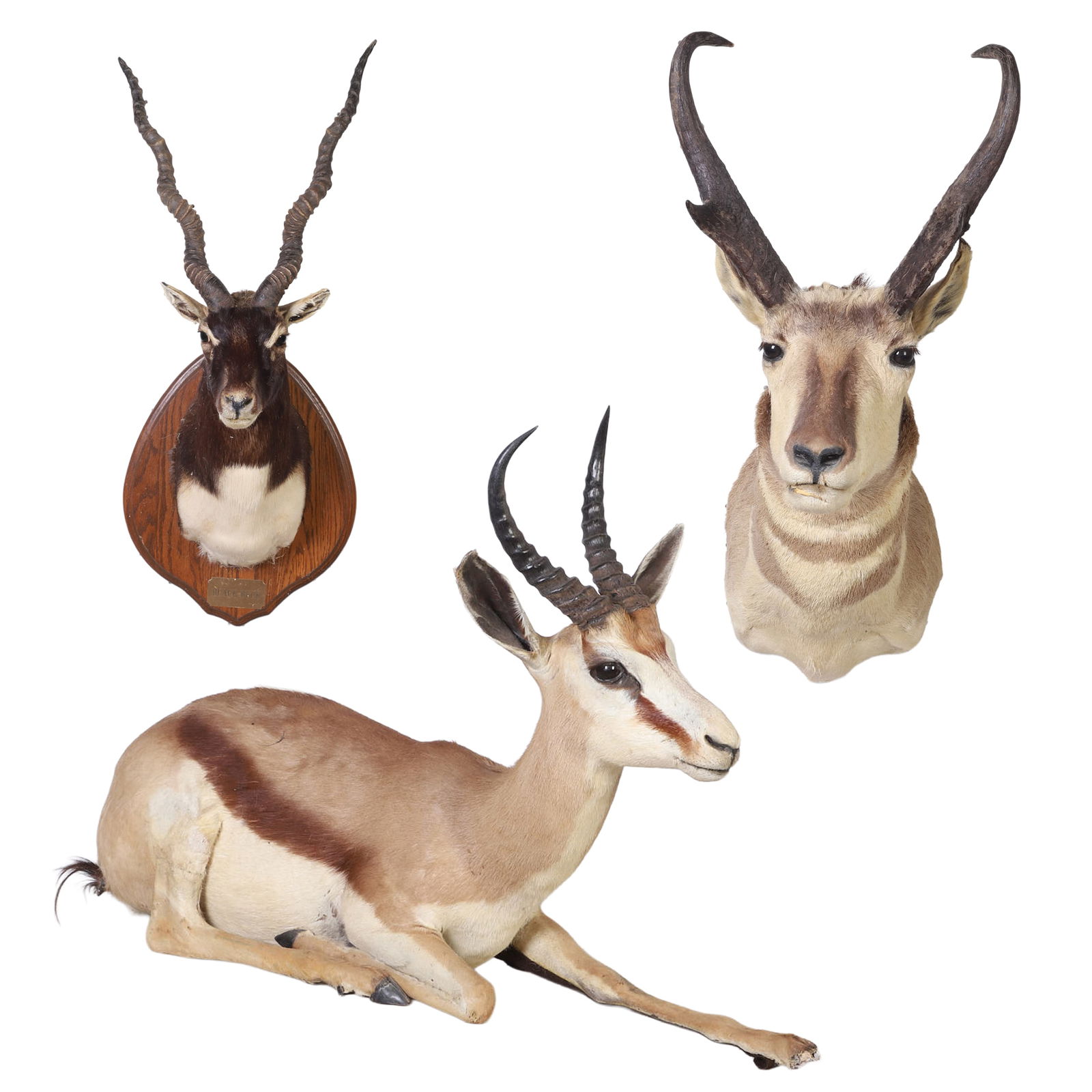 Vintage Group of 3 Horned Trophy Taxidermy: Including a full body mount of an African Springbok, a Blackbuck antelope shoulder mount, and a Pronghorn shoulder mount. Size: largest, 28" H x 43" W x 14" D.