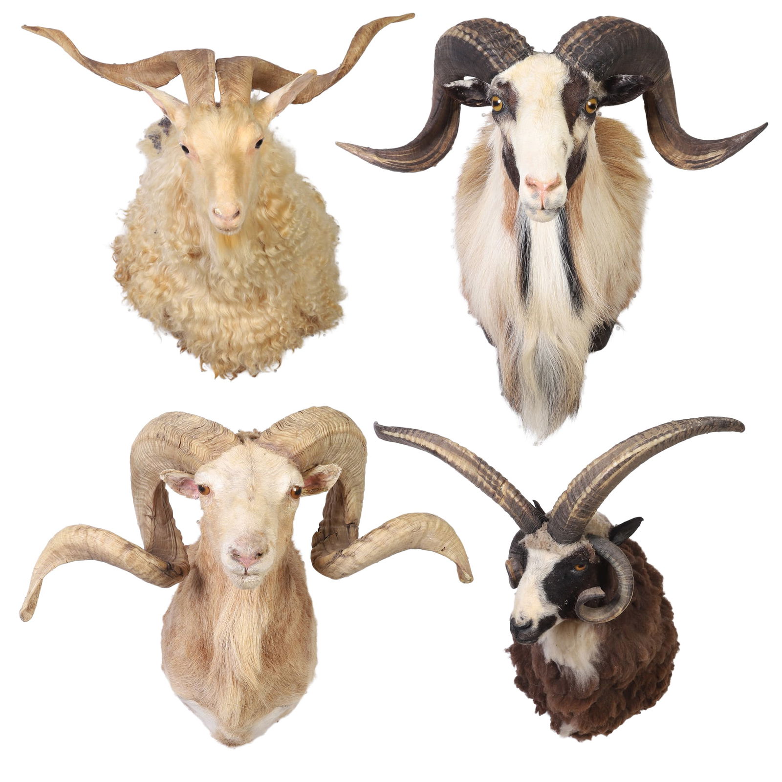 (4) Trophy Taxidermy Mounts, Sheep: Instant collection of sheep shoulder mounts to include an Angora Goat, a Jacob 4 Horn Sheep, a Texas Dall Sheep, and a Corsican Ram. Size: largest, 33" H x 31" W x 15" D.