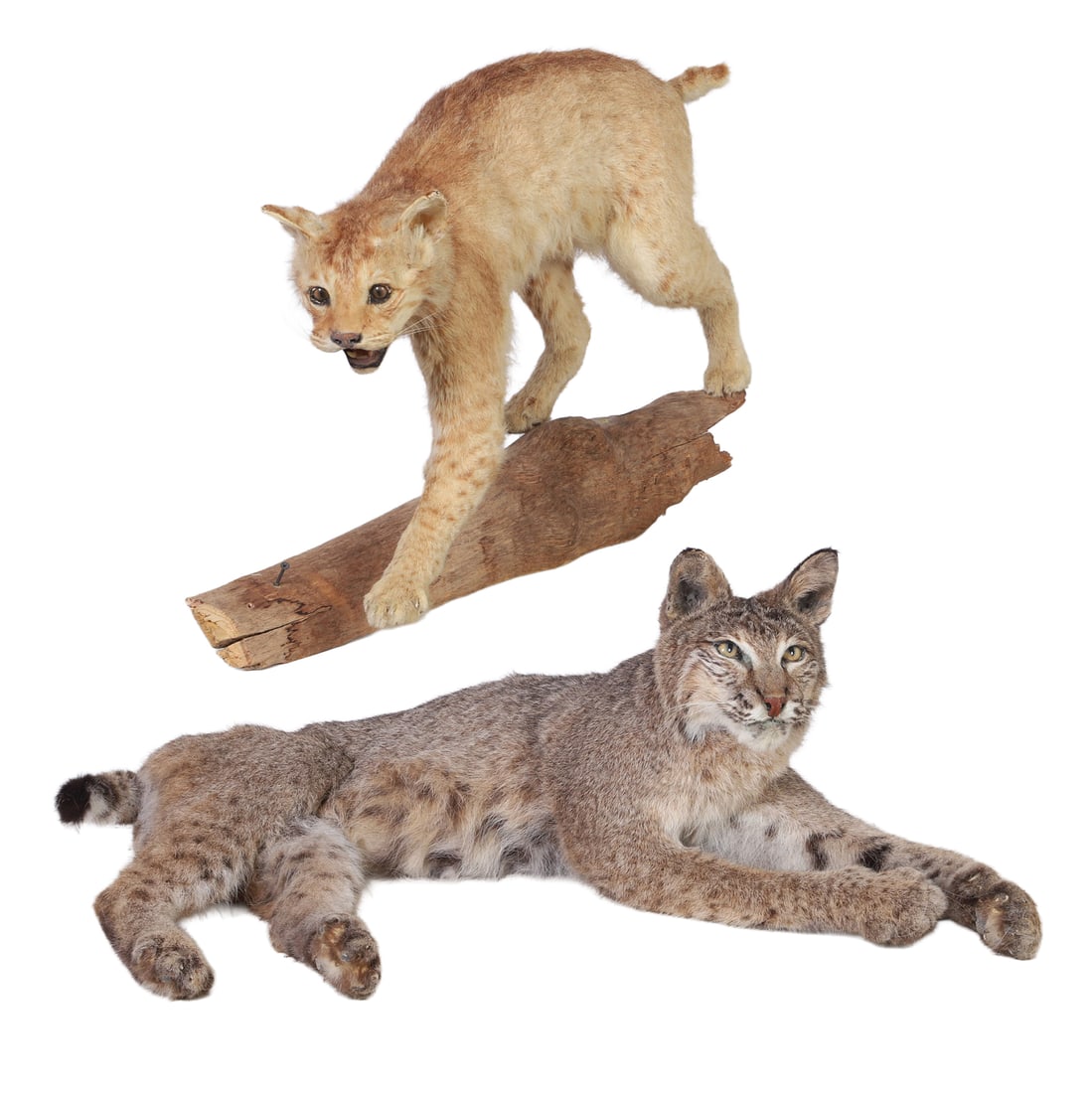 (2) Vintage Bobcat Trophy Mounts: 2 Vintage mounts including one in a rampant pose and the other in the recumbent position. Size: larger, 19.5" H x 36" W x 8" D.